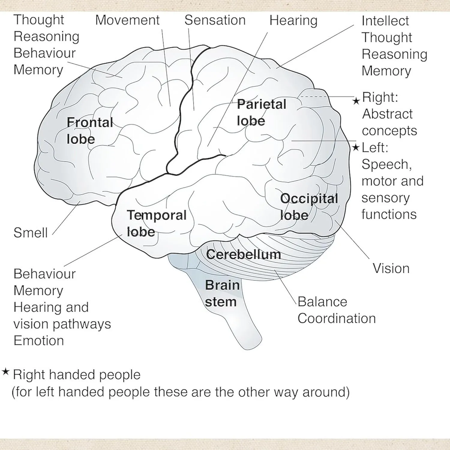 CafePress Functional Areas Of The Brain, Artwork Tote Bag Natural Canvas Tote Bag, Reusable Shopping Bag