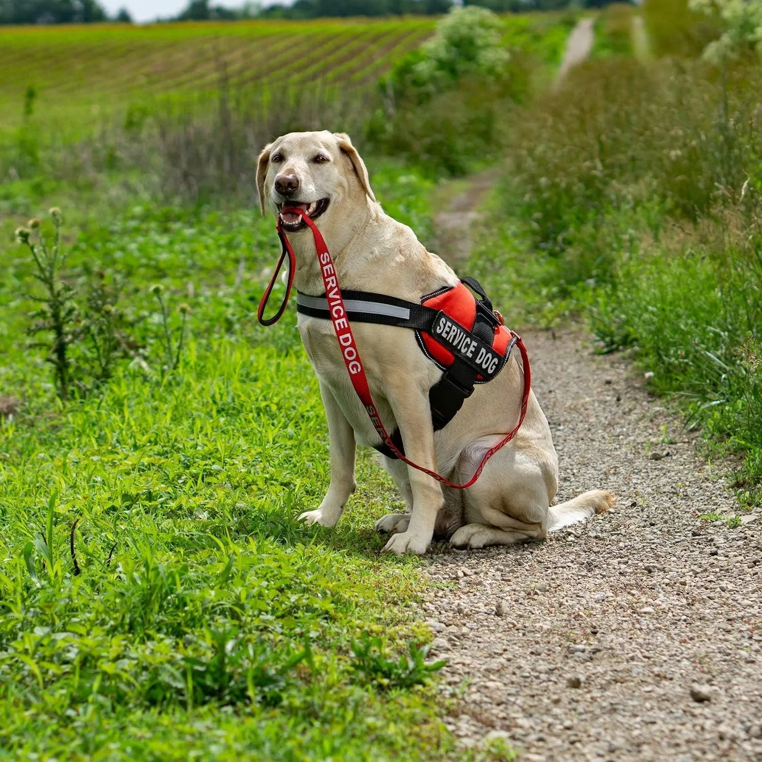 Emotional Support Dog Leash Wrap with Neoprene Handle and Reflective Emotional Support Lettering - Supplies or Accessories for ESA Emotional Support Dog Vest or Harness (Red, Emotional Support)