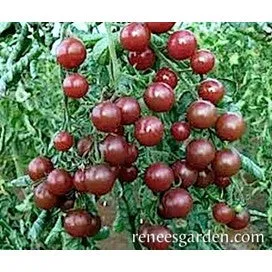 Tomato Cherry Tomato: Heirloom, by Renee's Garden